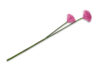 ALLIUMI Kwiat Czosnek różowy - zdjęcie 1
