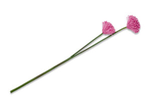 ALLIUMI, https://konsimo.pl/kolekcja/alliumi/ Kwiat Czosnek różowy - zdjęcie