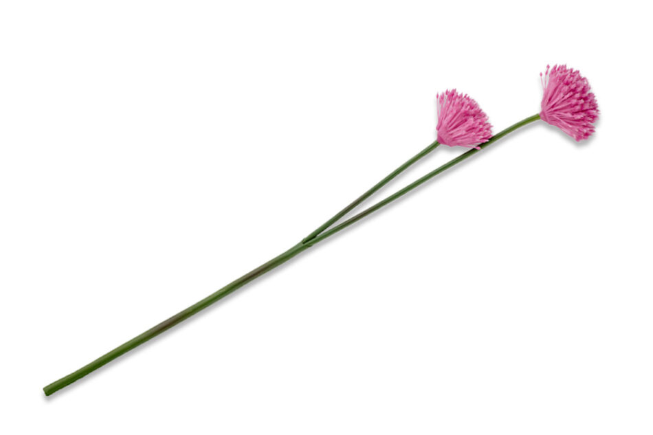 ALLIUMI Kwiat Czosnek różowy - zdjęcie 0