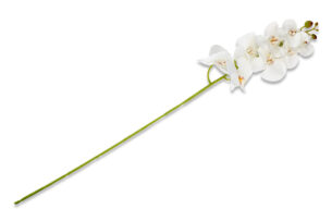 ORCHES, https://konsimo.pl/kolekcja/orches/ Kwiat Orchidea biały - zdjęcie