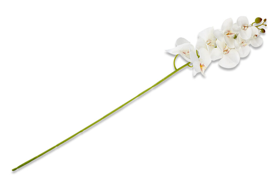 ORCHES Kwiat Orchidea biały - zdjęcie
